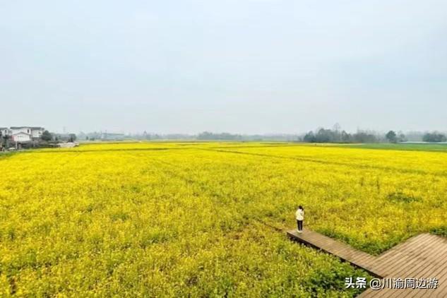 成都樱花古道油菜花海（成都周边4个最美油菜花海）(1)