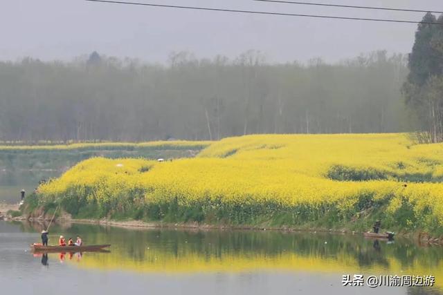 成都樱花古道油菜花海（成都周边4个最美油菜花海）(2)