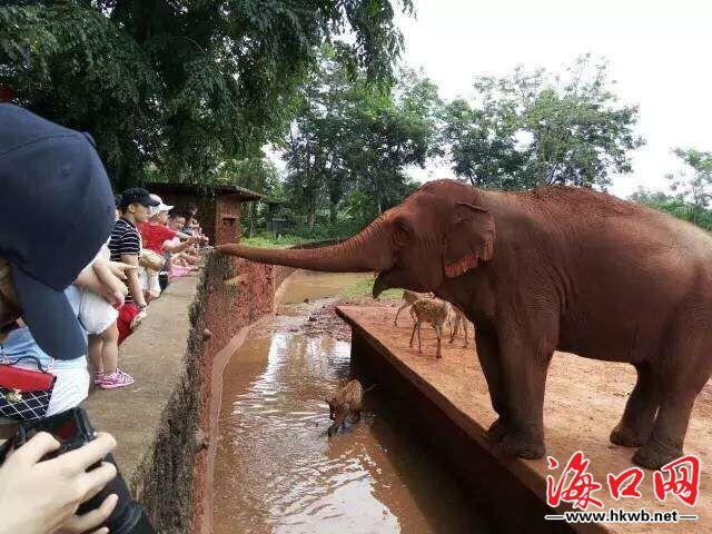 海口美丽乡村旅游（乡村游亲子游引爆端午旅游市场）(3)