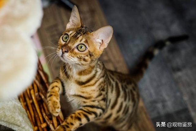 狸花猫和虎斑猫幼猫如何区分对比（狸花猫和虎斑猫有很多相似之处）(1)